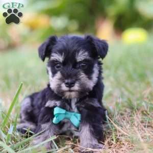 Preston, Miniature Schnauzer Puppy